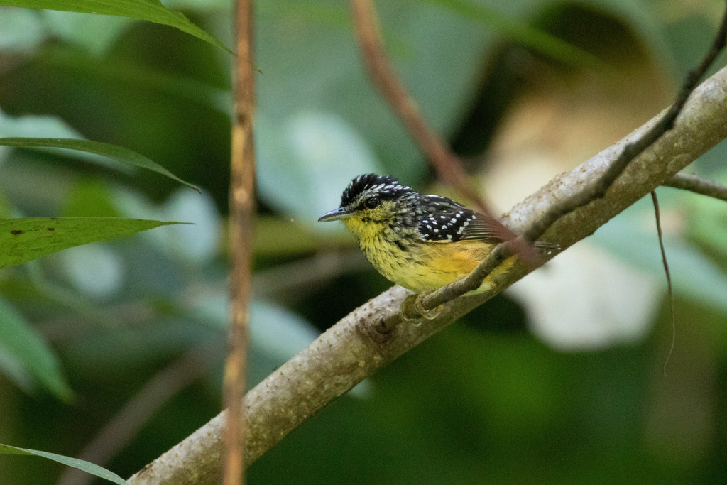 Yellow-breasted Warbling Antbird