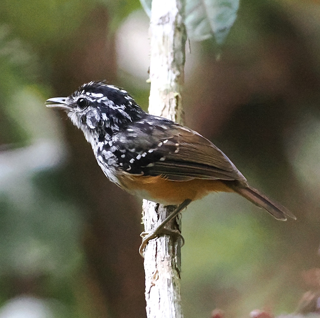 Rondonia Warbling Antbird