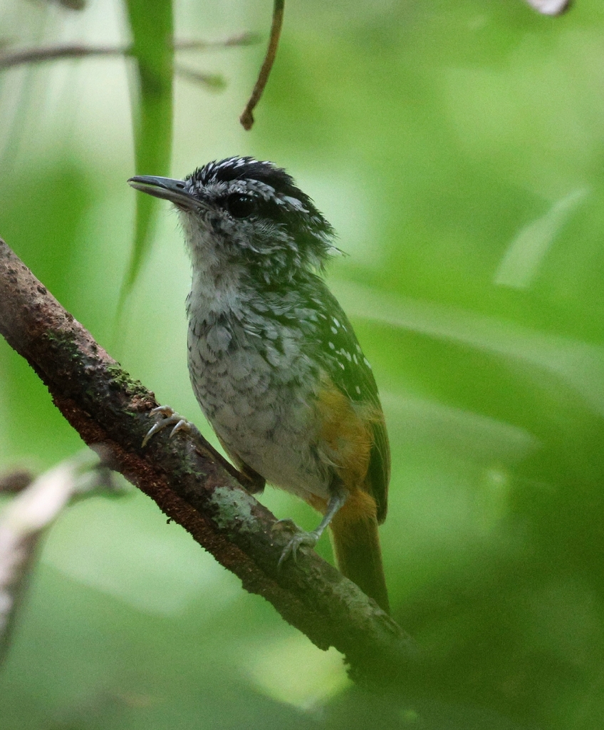 Spix’s Warbling Antbird