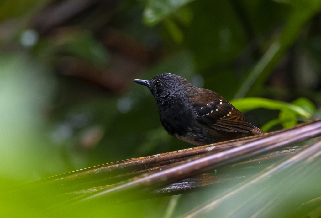 Northern Chestnut-tailed Antbird