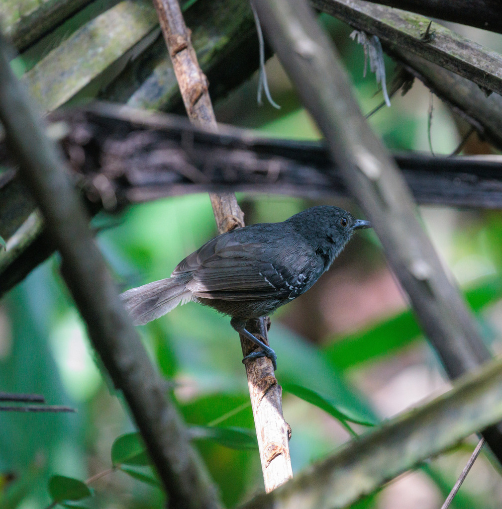 Willis’s Antbird