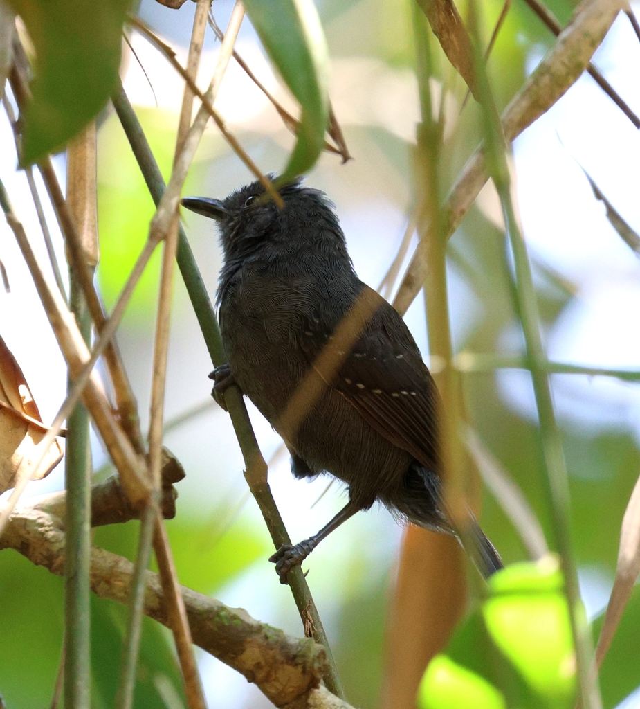 Blackish Antbird