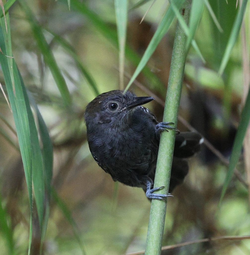 Manu Antbird