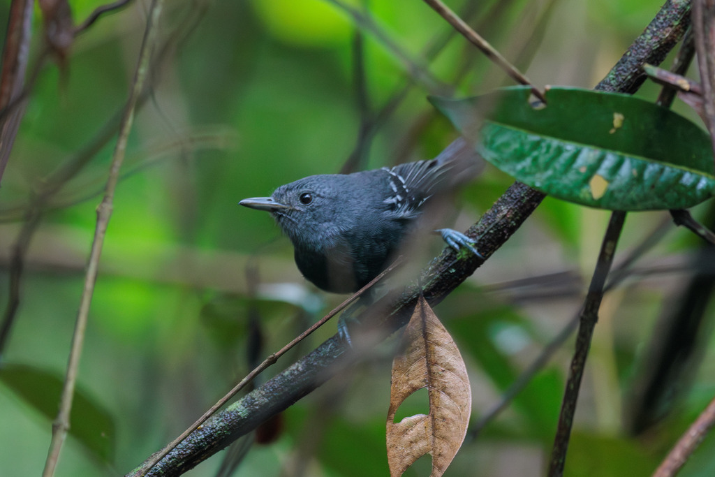 Rio de Janeiro Antbird