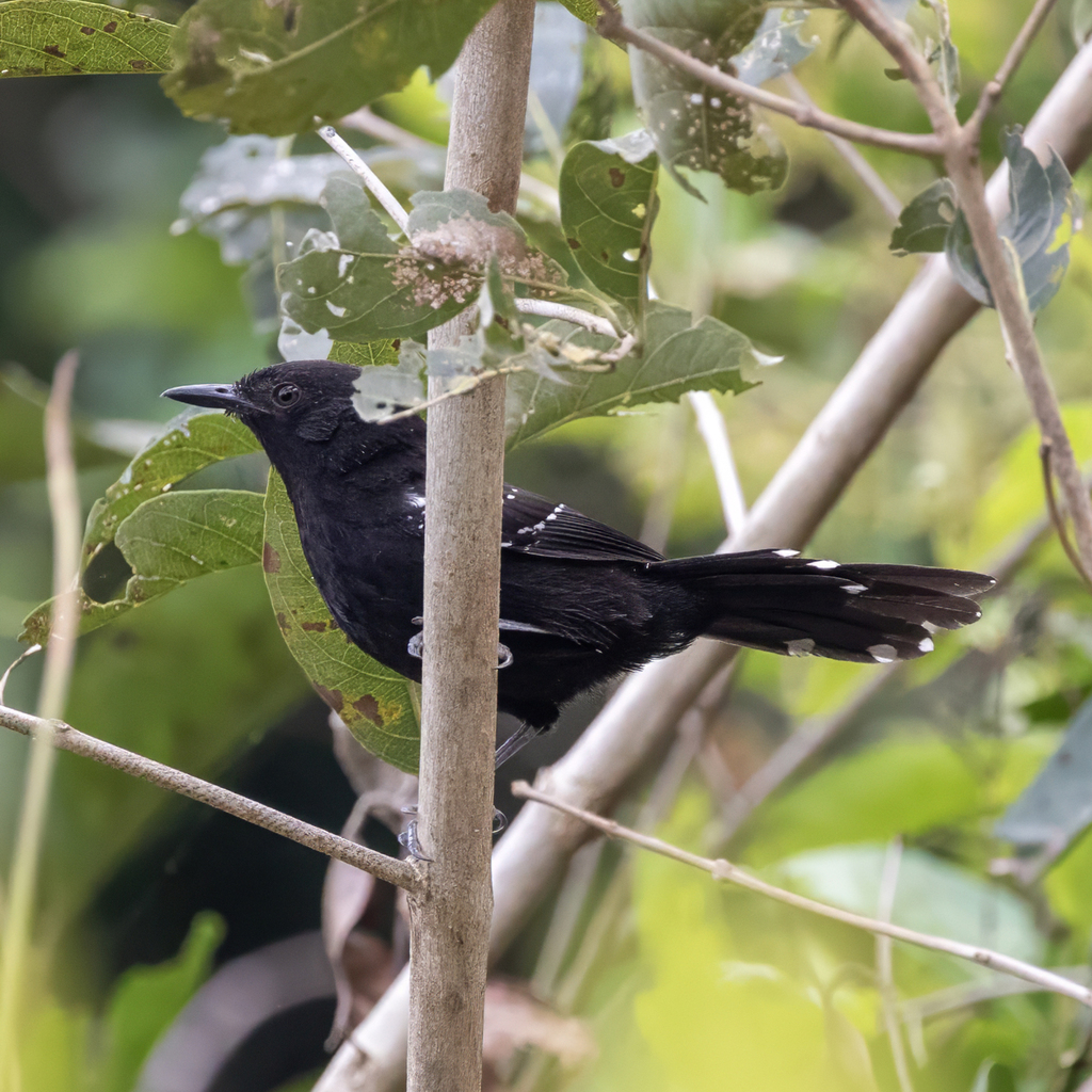 Mato Grosso Antbird