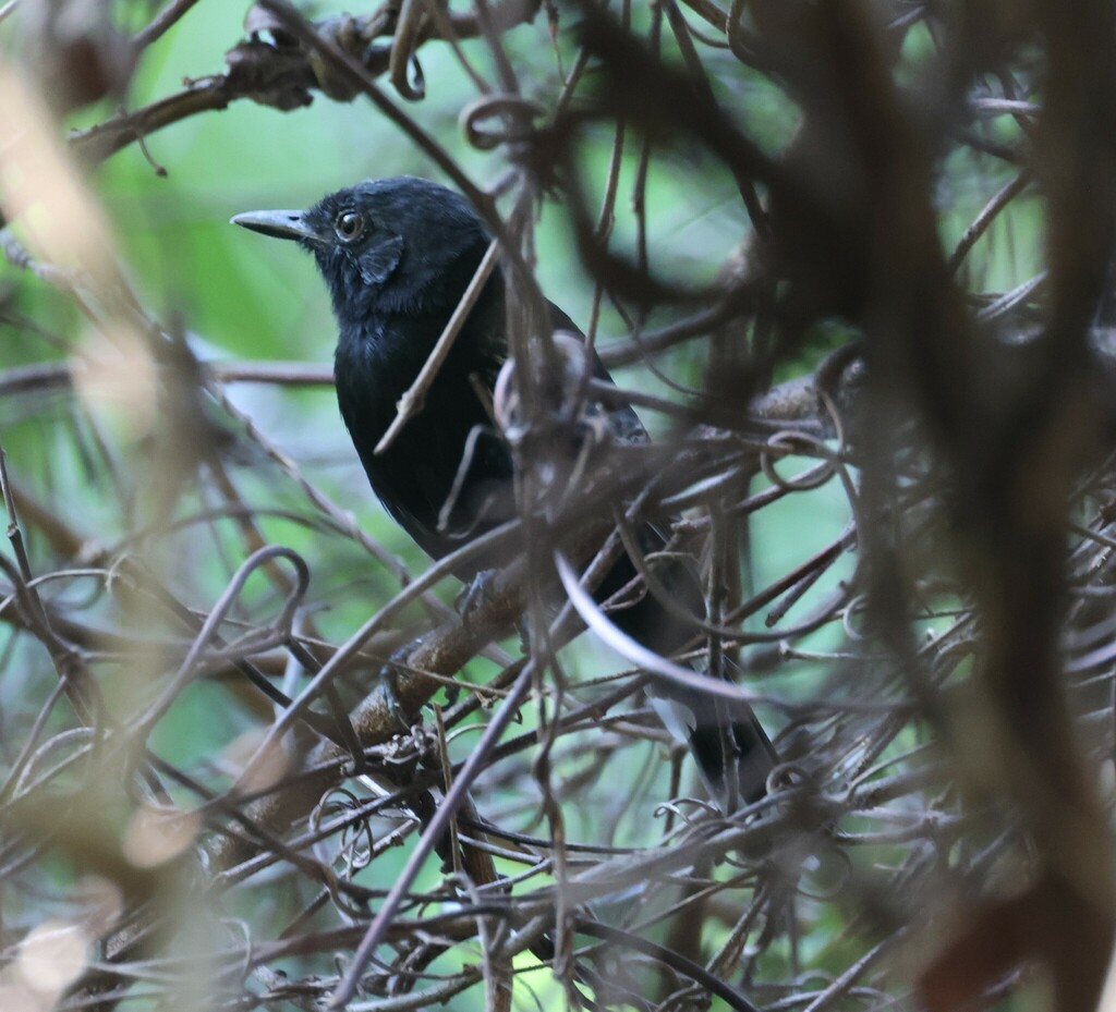 Rio Branco Antbird