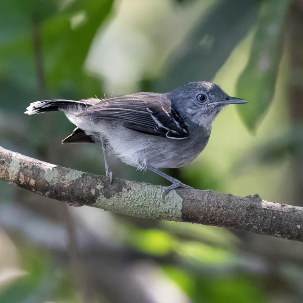 Band-tailed Antbird