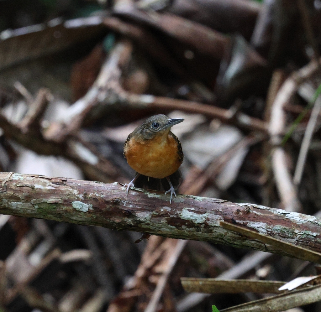 Humaita Antbird