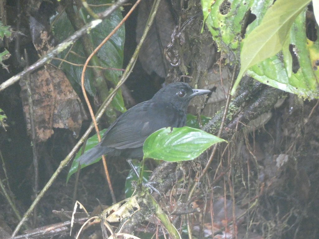 Stub-tailed Antbird