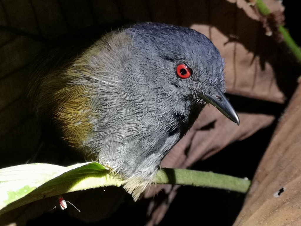 Esmeraldas Antbird