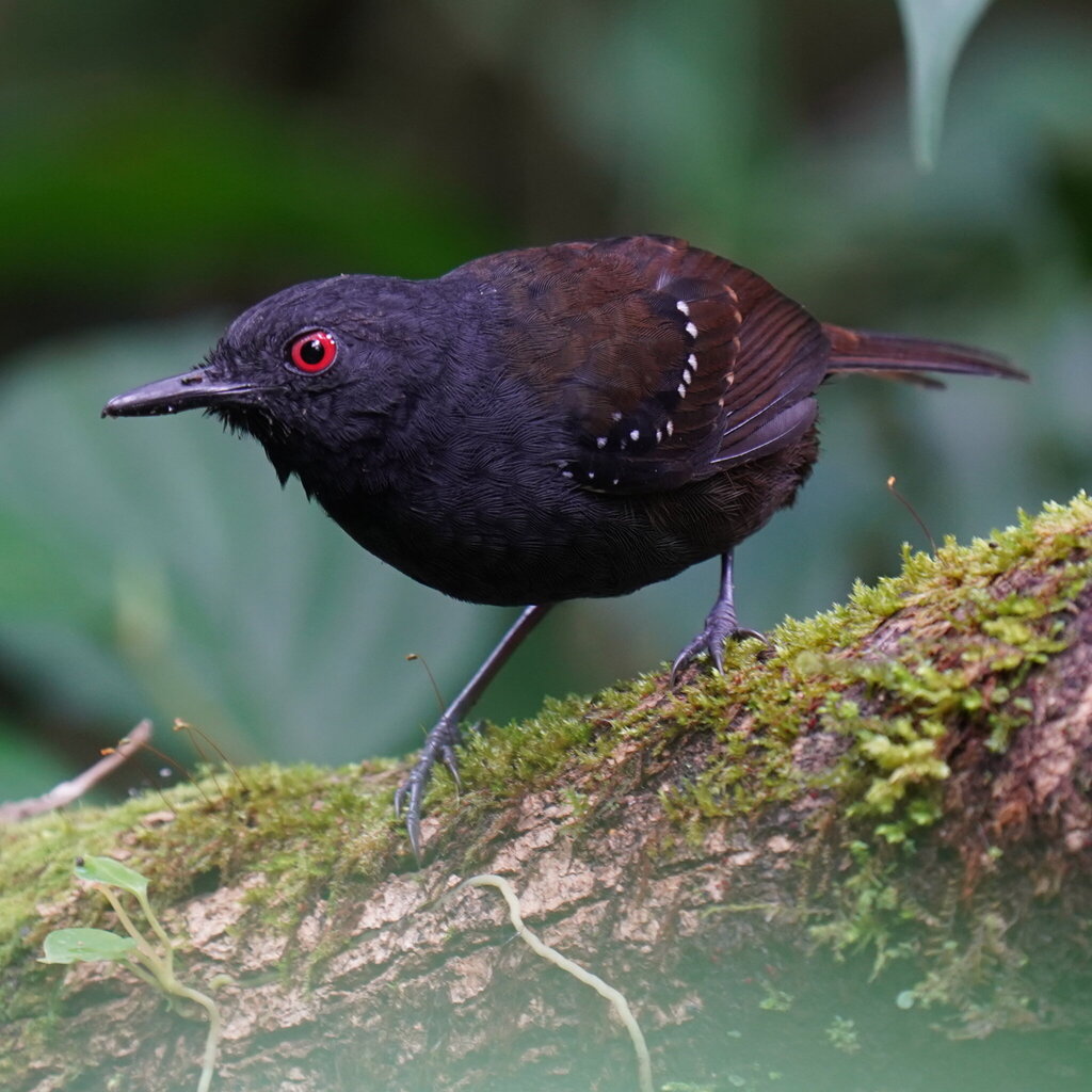 Dull-mantled Antbird