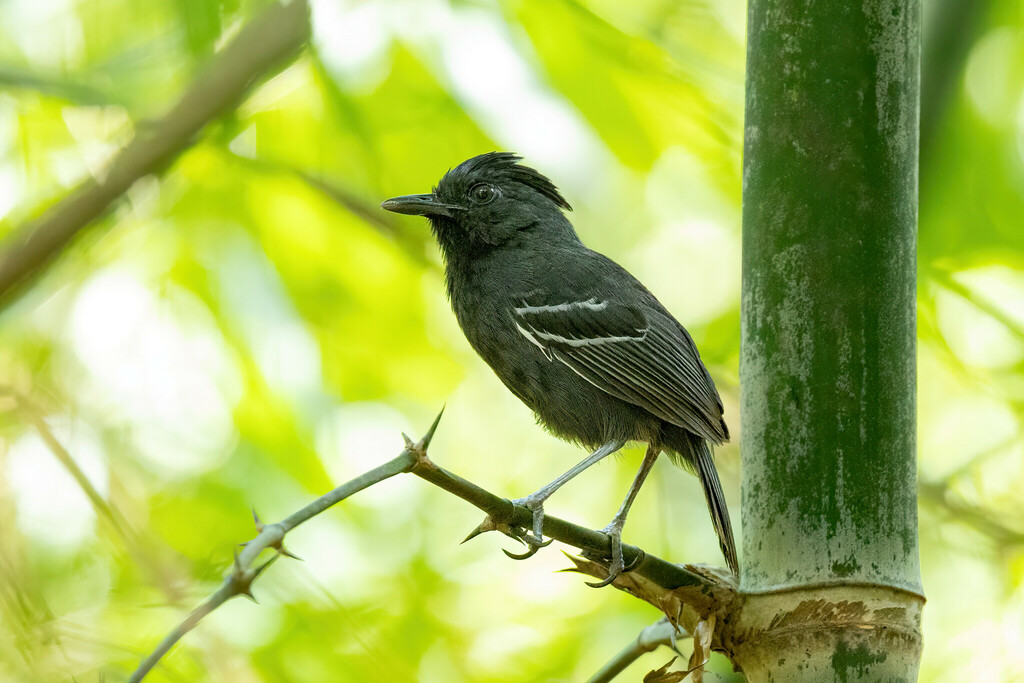 White-lined Antbird