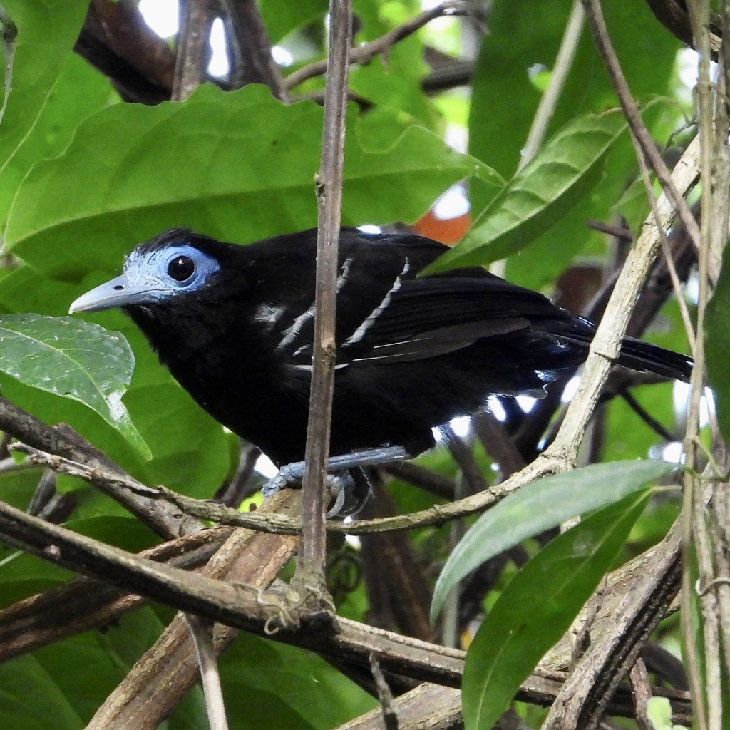 Bare-crowned Antbird