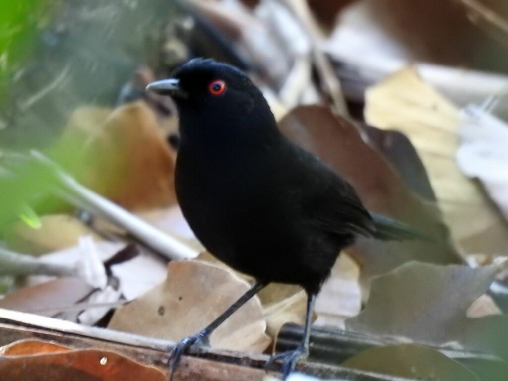 East Amazonian Fire-eye