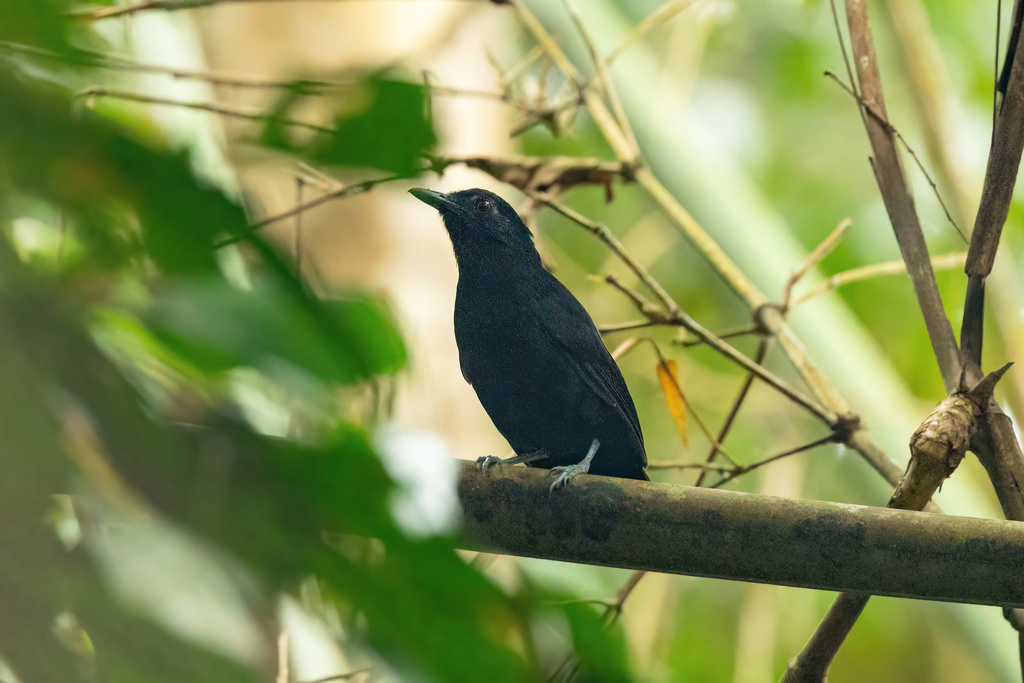 Goeldi’s Antbird
