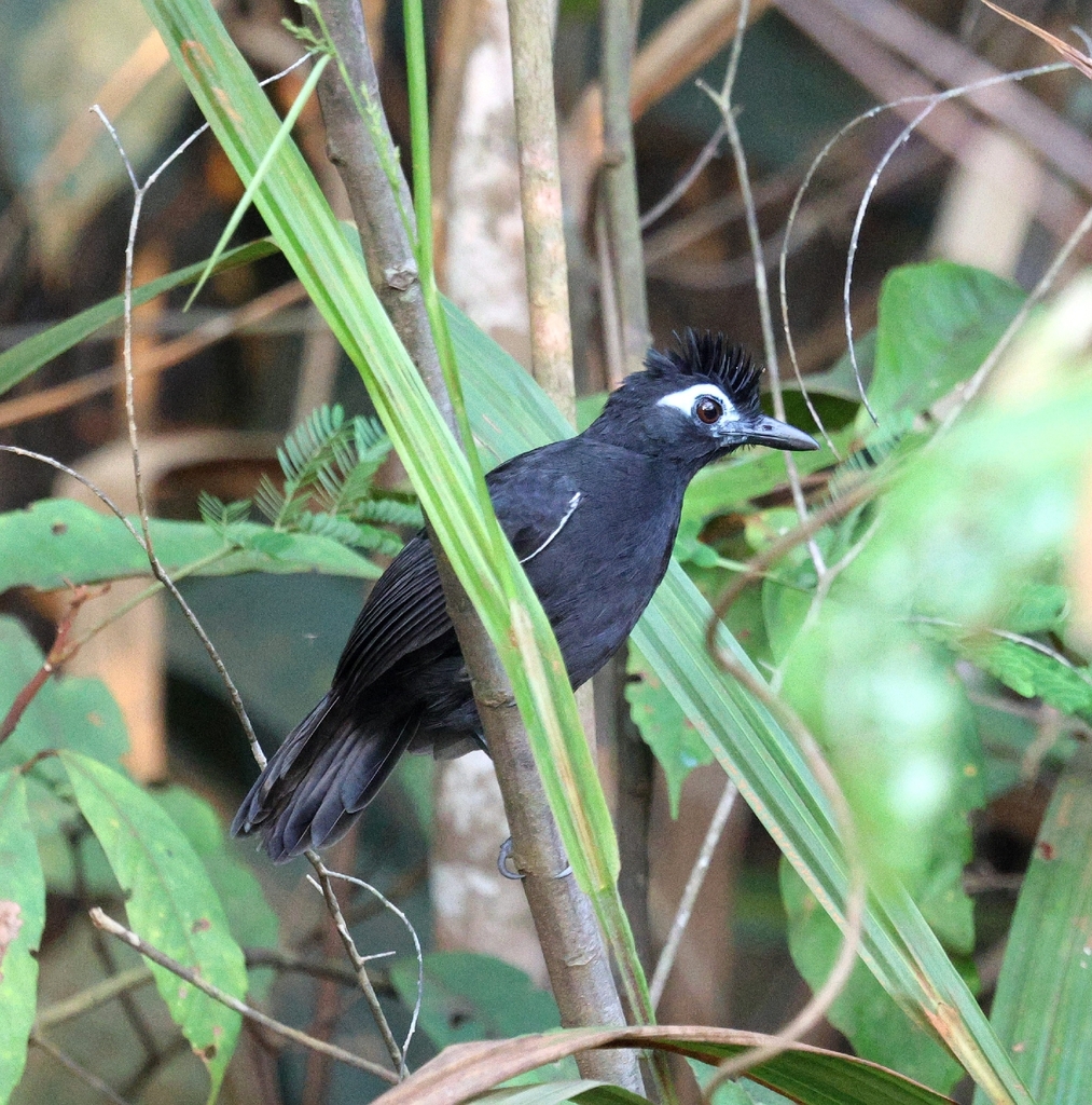 Sooty Antbird