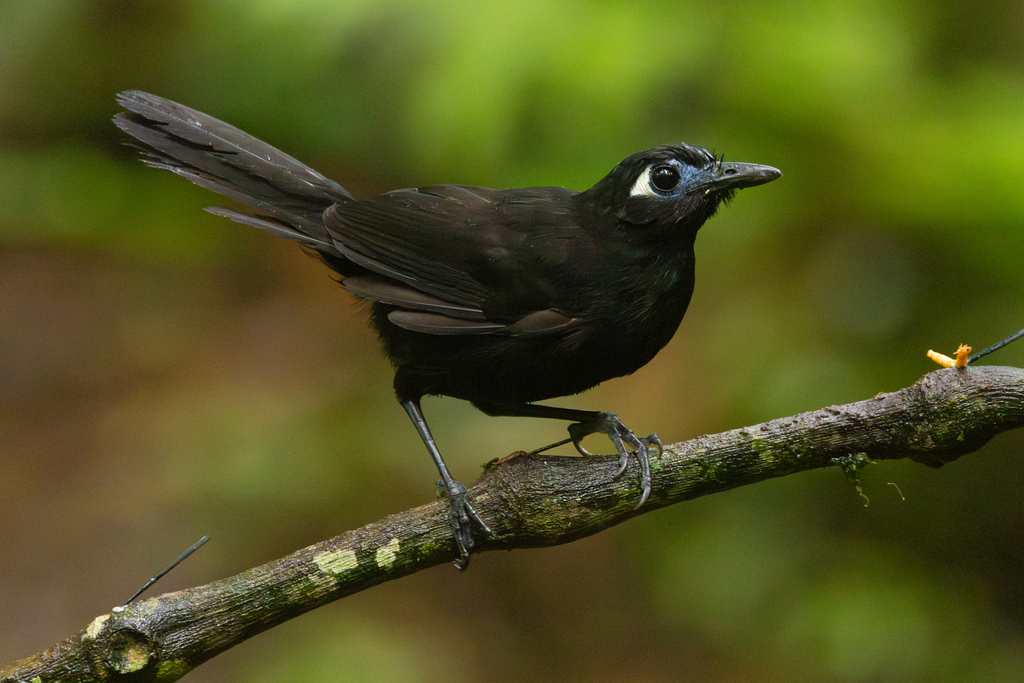 Blue-lored Antbird