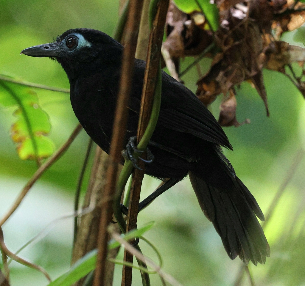 Zeledon’s Antbird