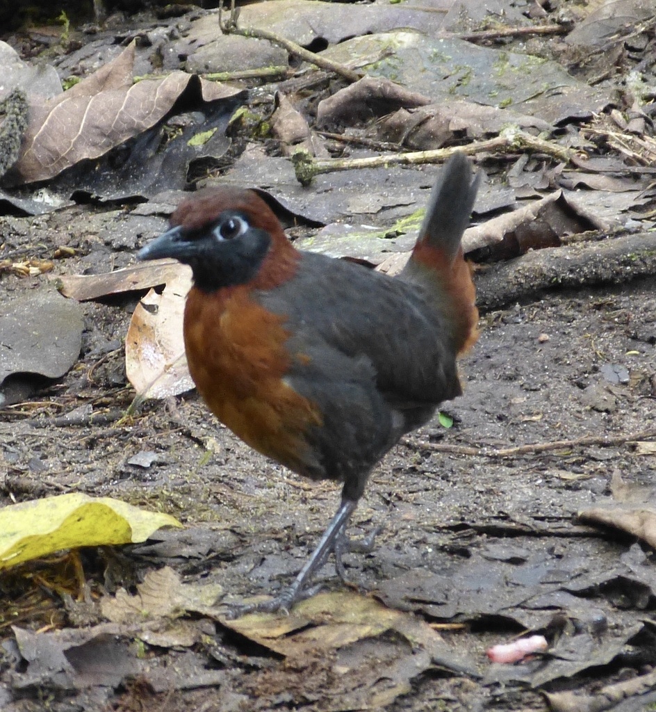 Rufous-breasted Antthrush