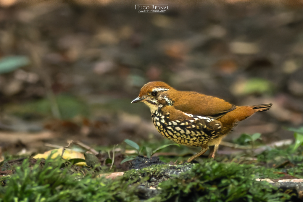 Schwartz’s Antthrush