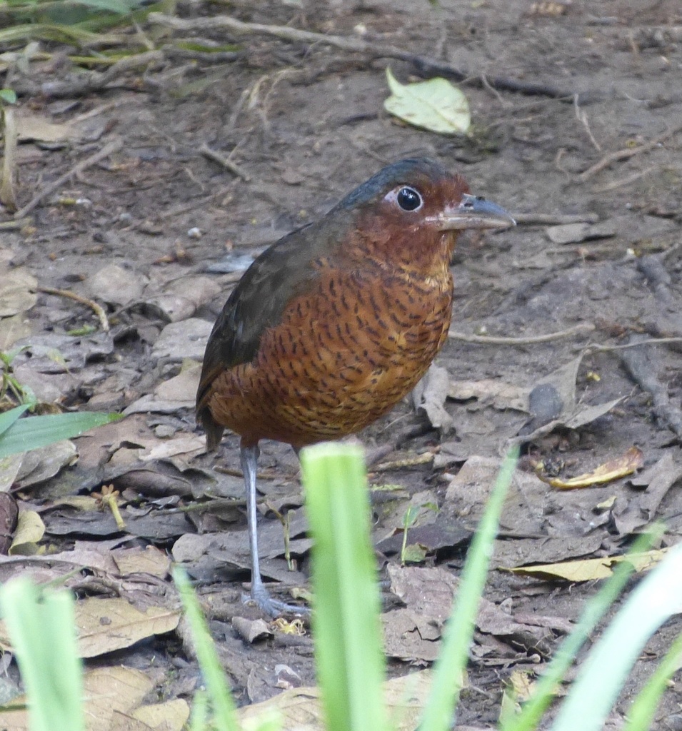 Giant Antpitta