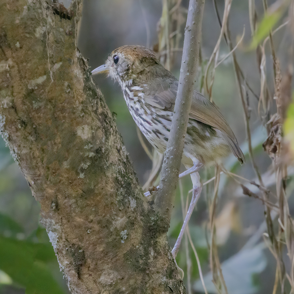 Watkins’s Antpitta