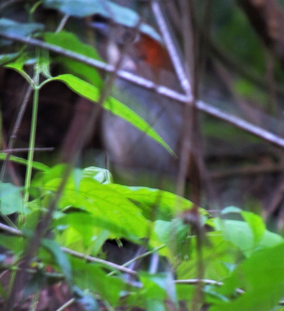 White-throated Antpitta