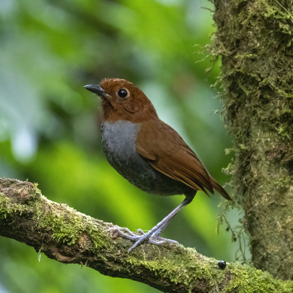 Bicolored Antpitta