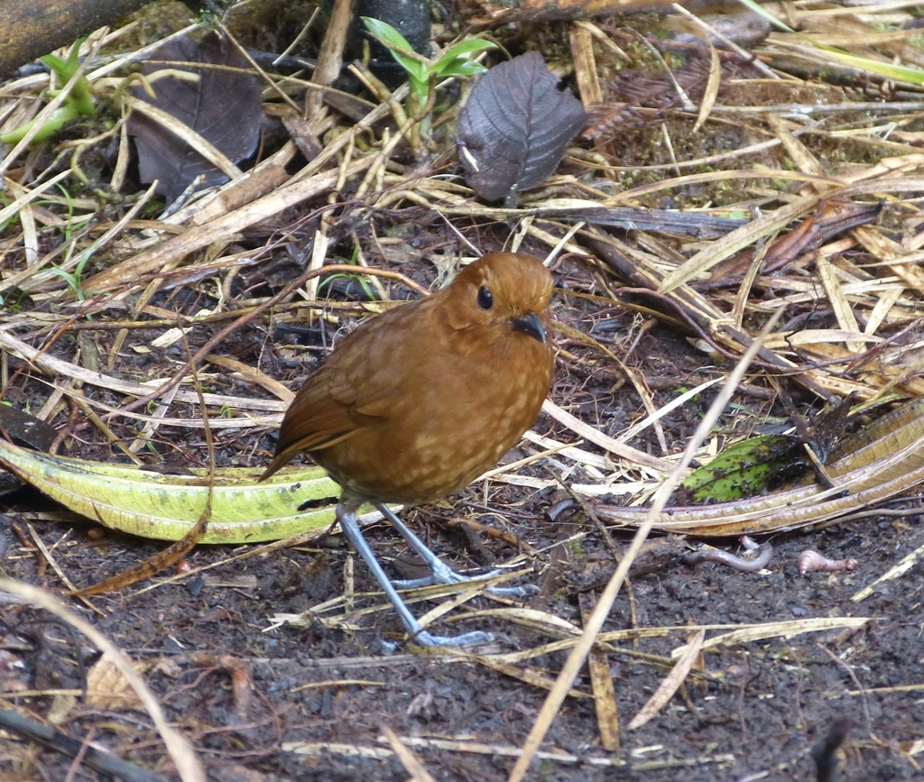 Chami Antpitta