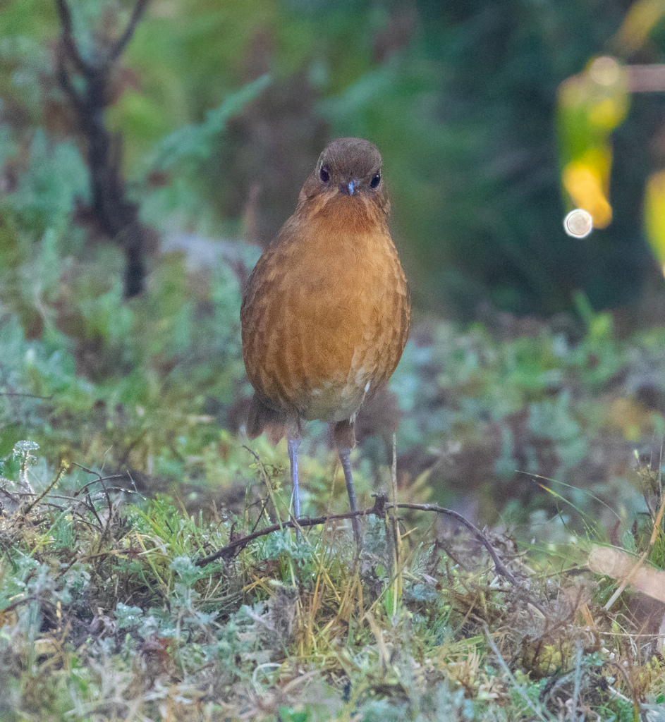 Panao Antpitta