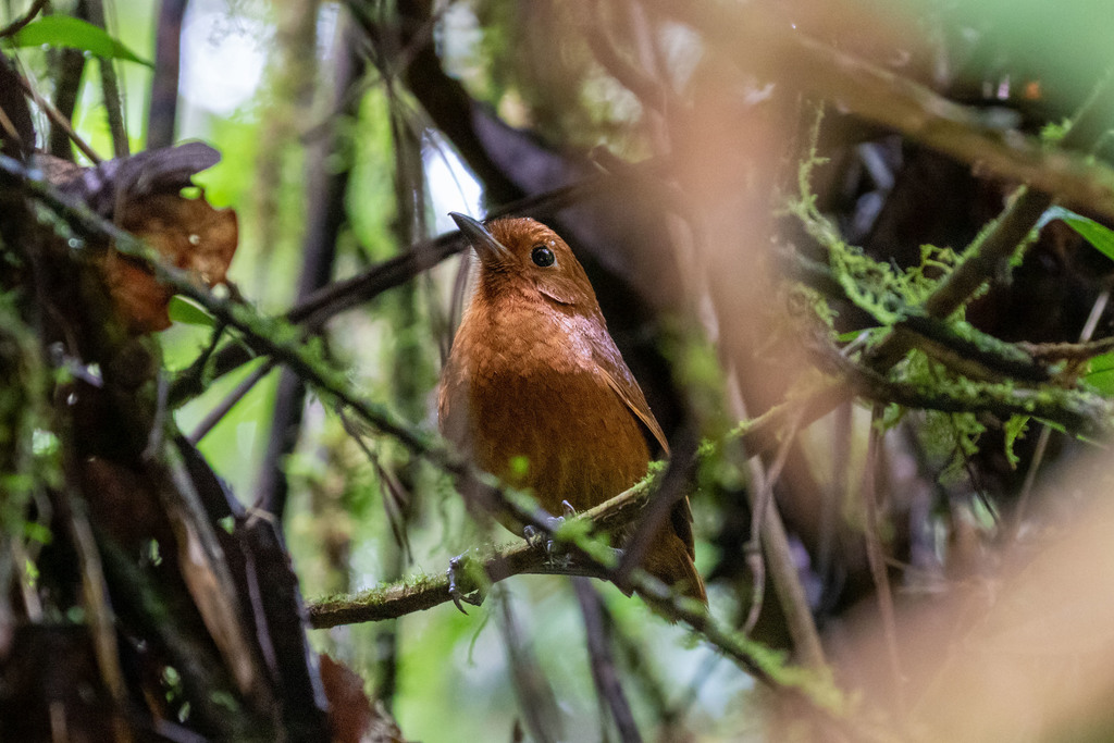Oxapampa Antpitta