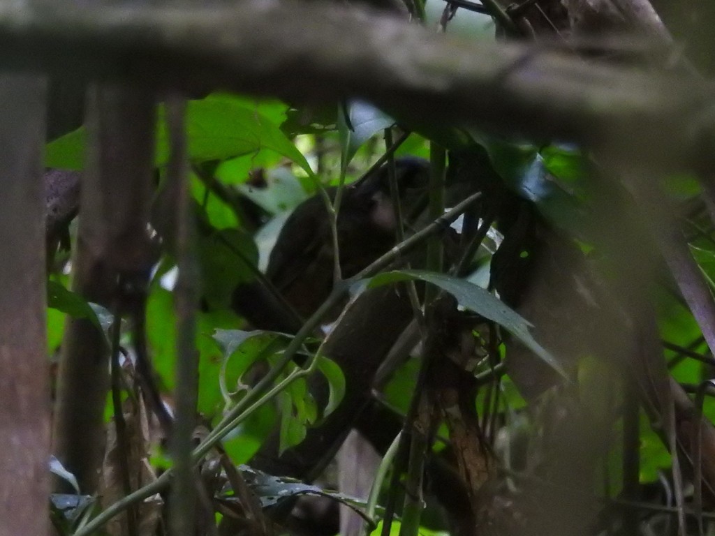 White-lored Antpitta