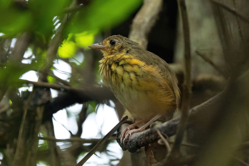 Amazonian Antpitta