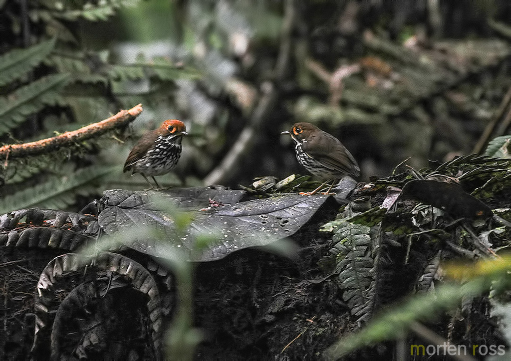 Peruvian Antpitta