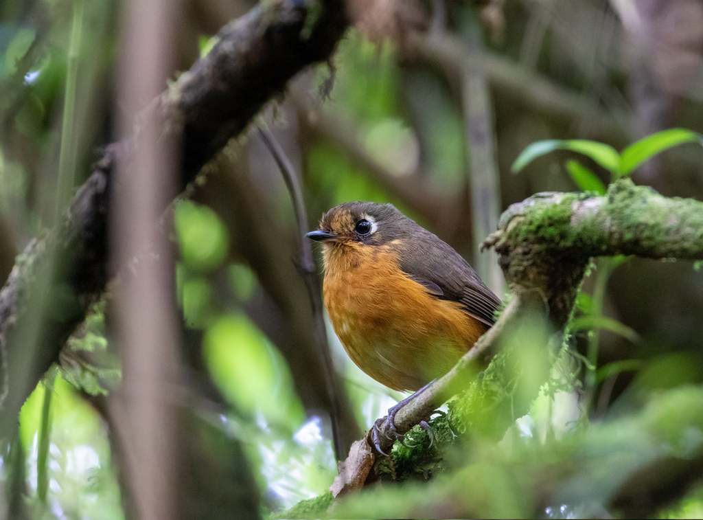 Rufous-breasted Antpitta