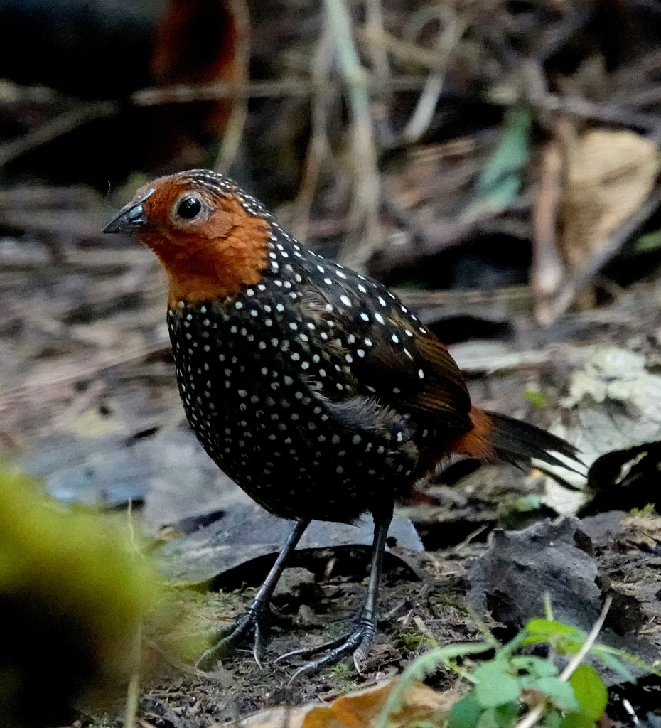 Ocellated Tapaculo