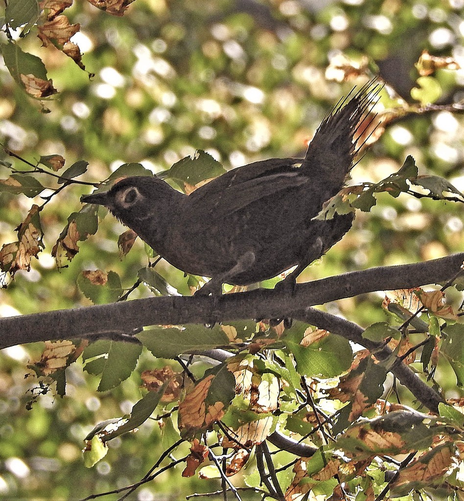 Chestnut-throated Huet-huet