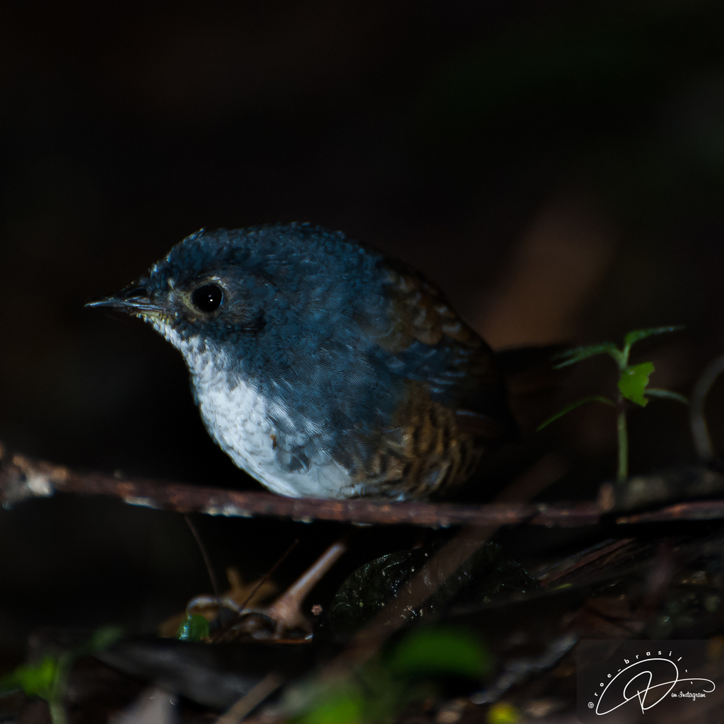 White-breasted Tapaculo