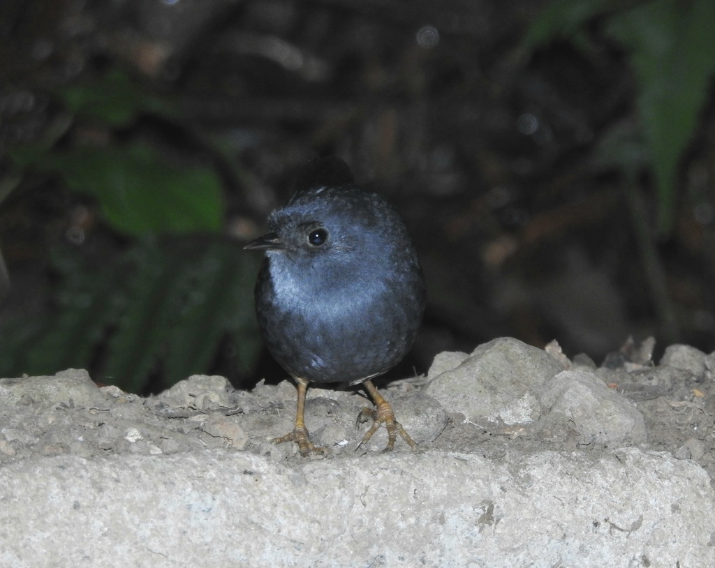 Planalto Tapaculo