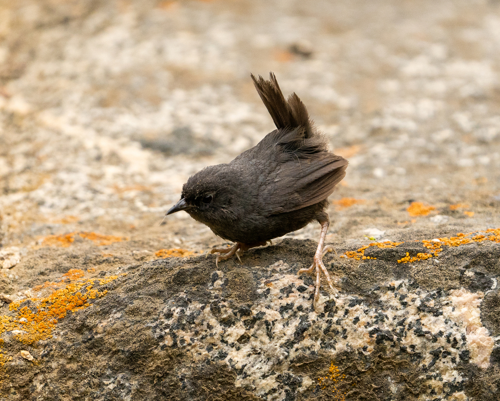 Dusky Tapaculo