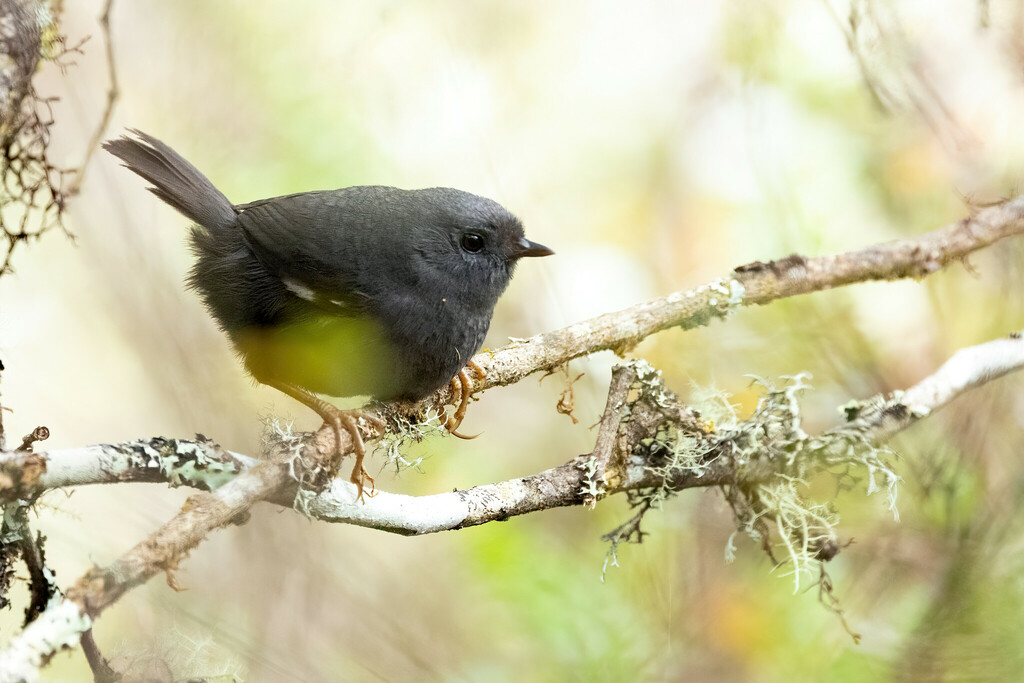 Loja Tapaculo