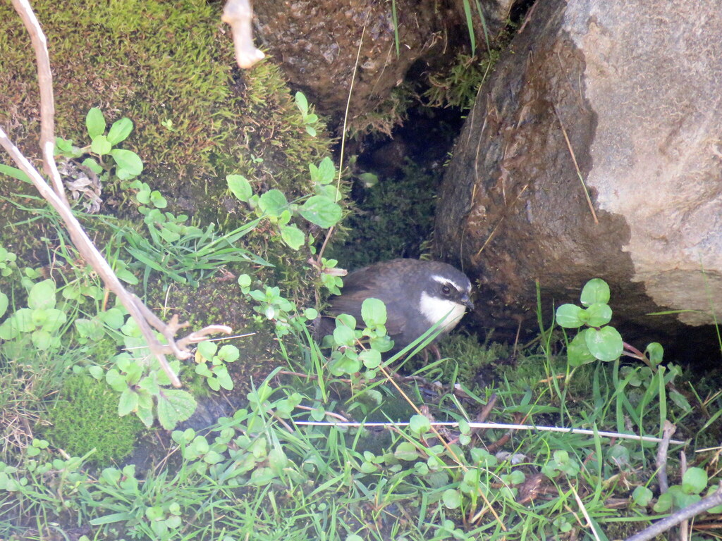 White-browed Tapaculo