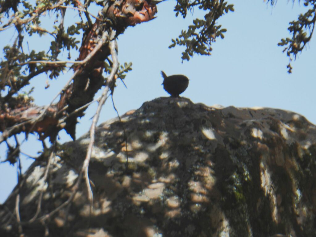 Puna Tapaculo