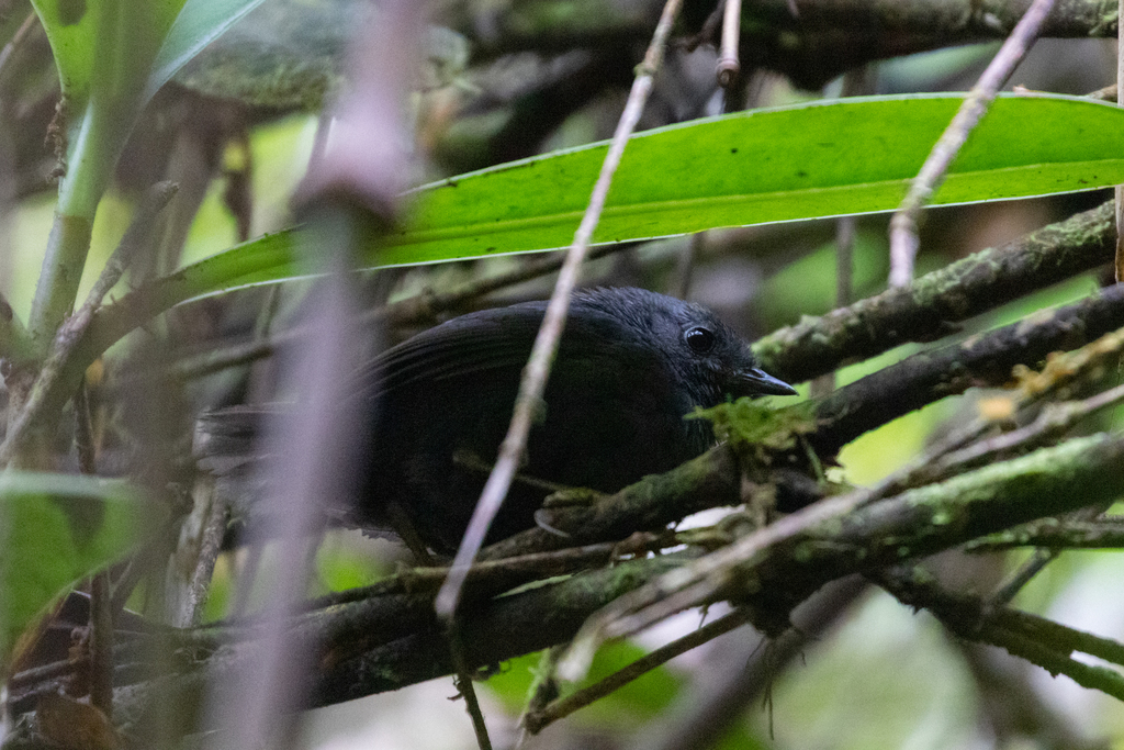 Tschudi’s Tapaculo