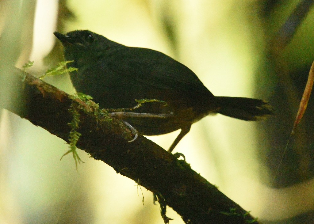 Tatama Tapaculo