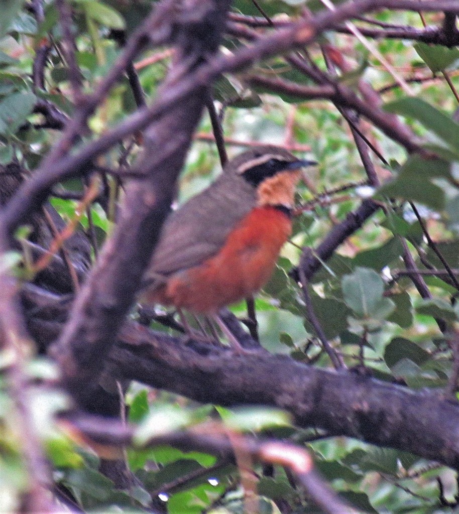 Olive-crowned Crescentchest