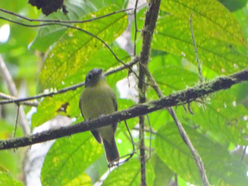 Grey-headed Piprites
