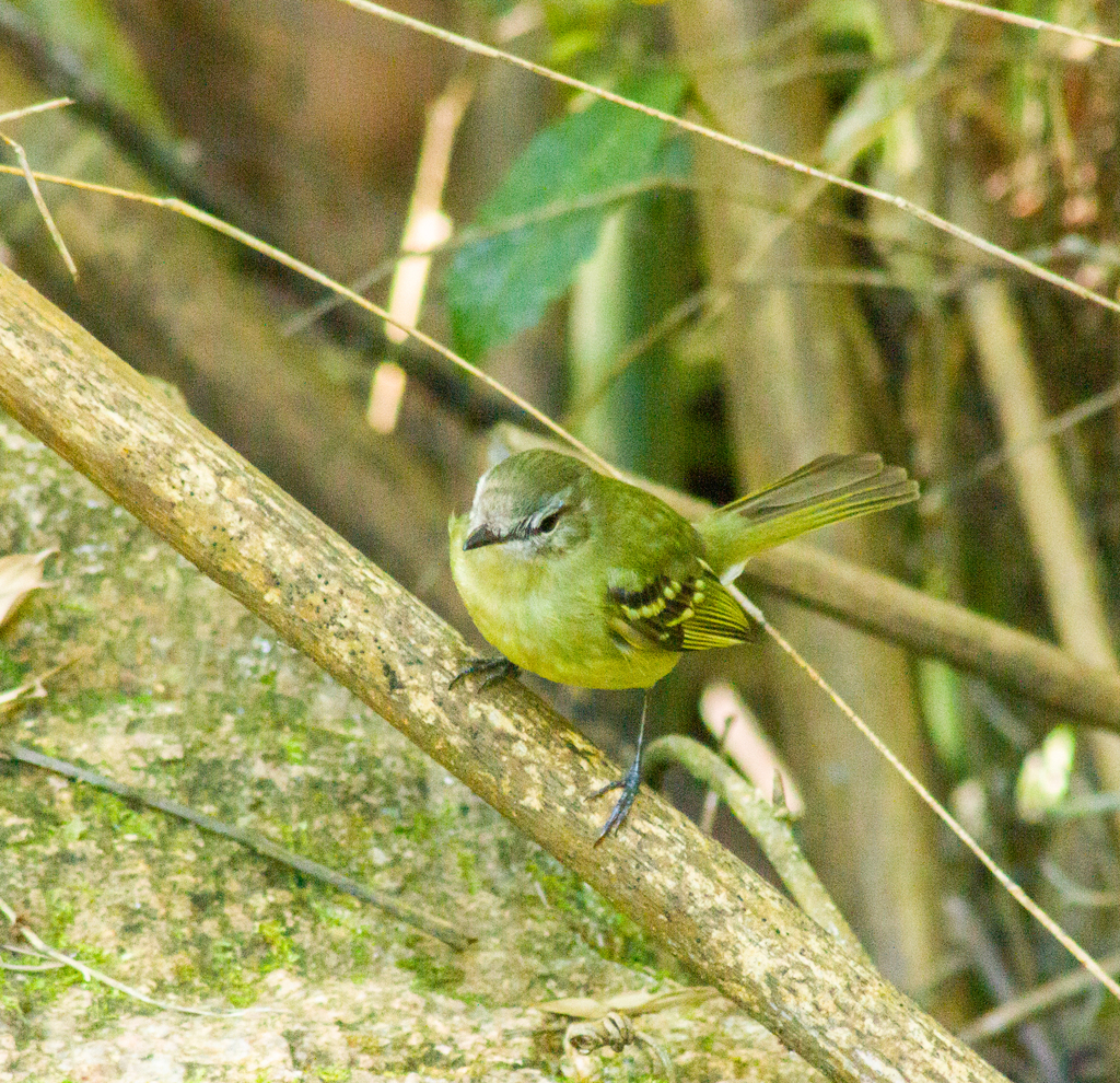 Greenish Tyrannulet