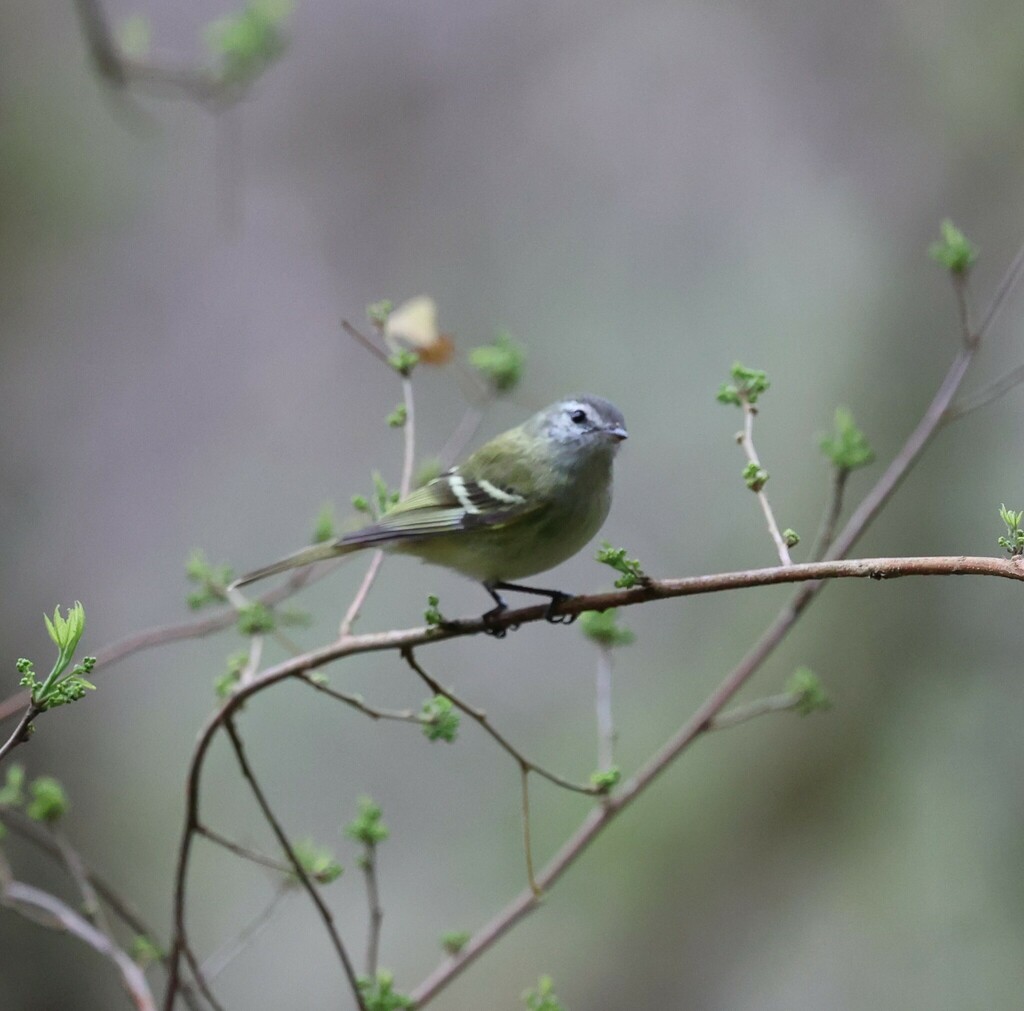 Sclater’s Tyrannulet