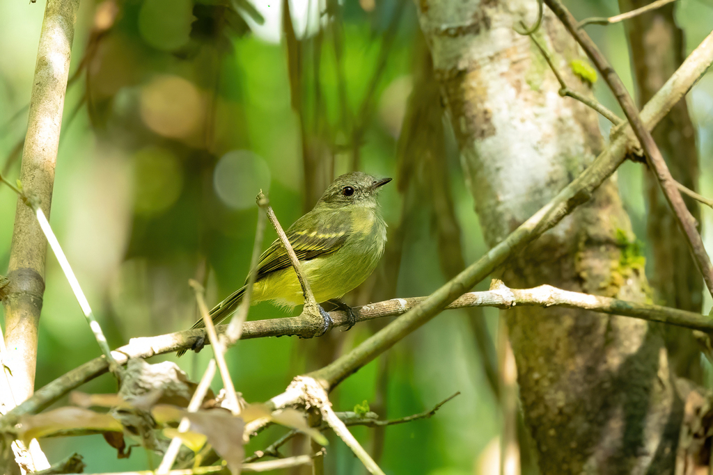 Yellow-crowned Elaenia